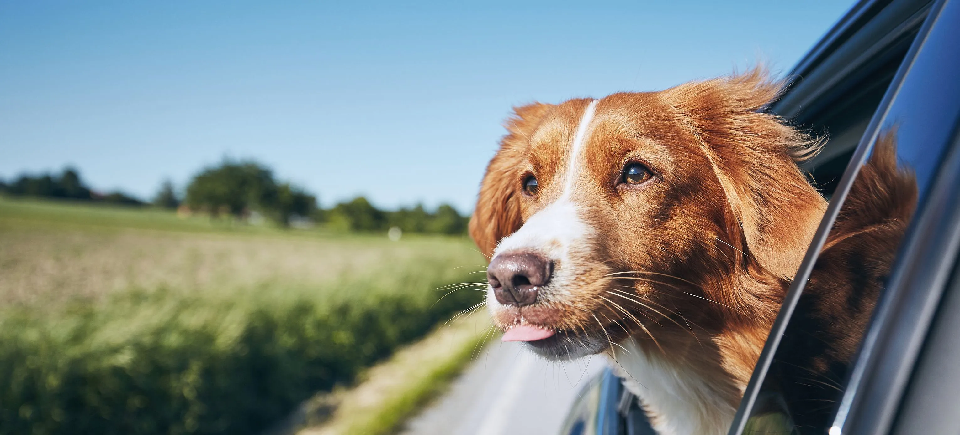 Discover our range of used cars & vans